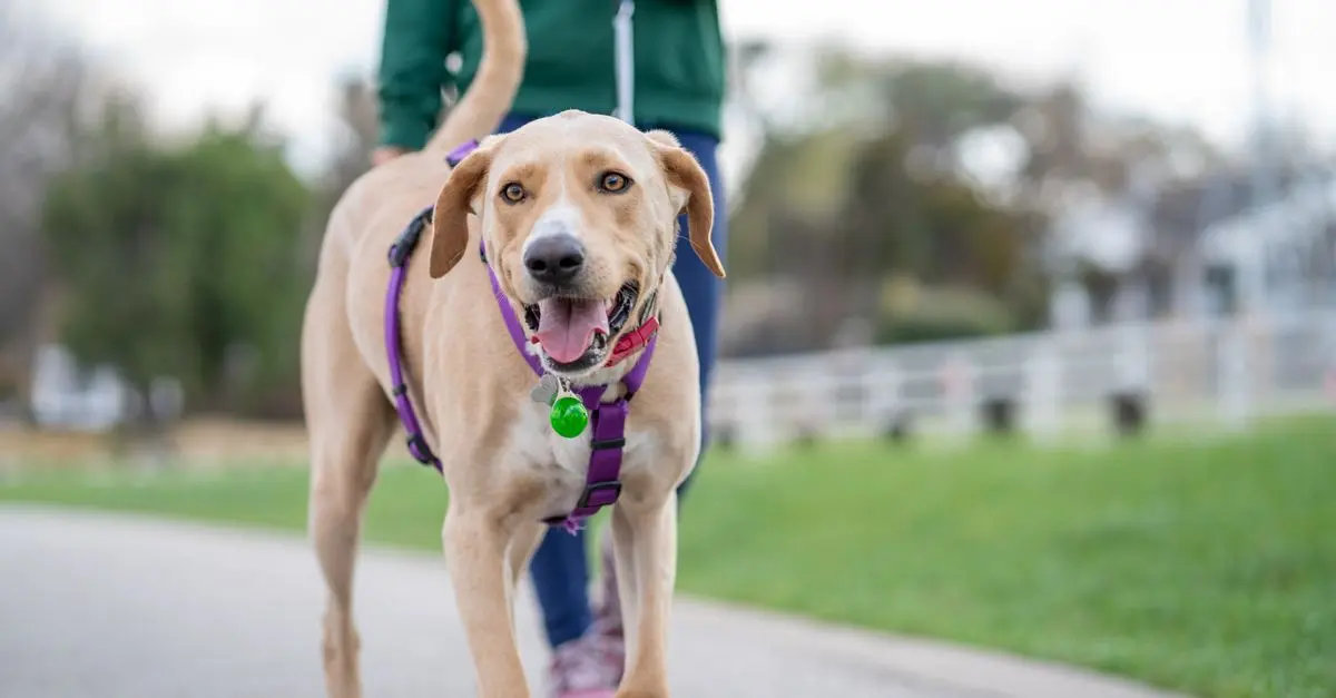 Best Pet Tracking Devices for Peace of Mind