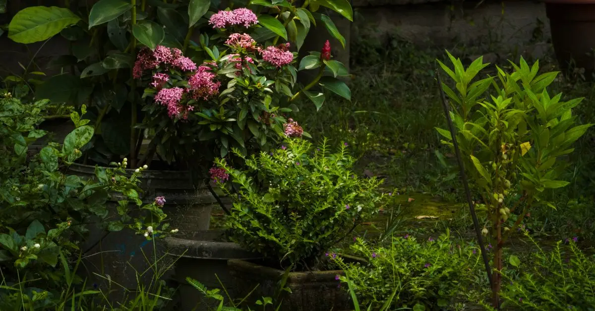 Guide d'achat du meilleur matériel de jardinage
