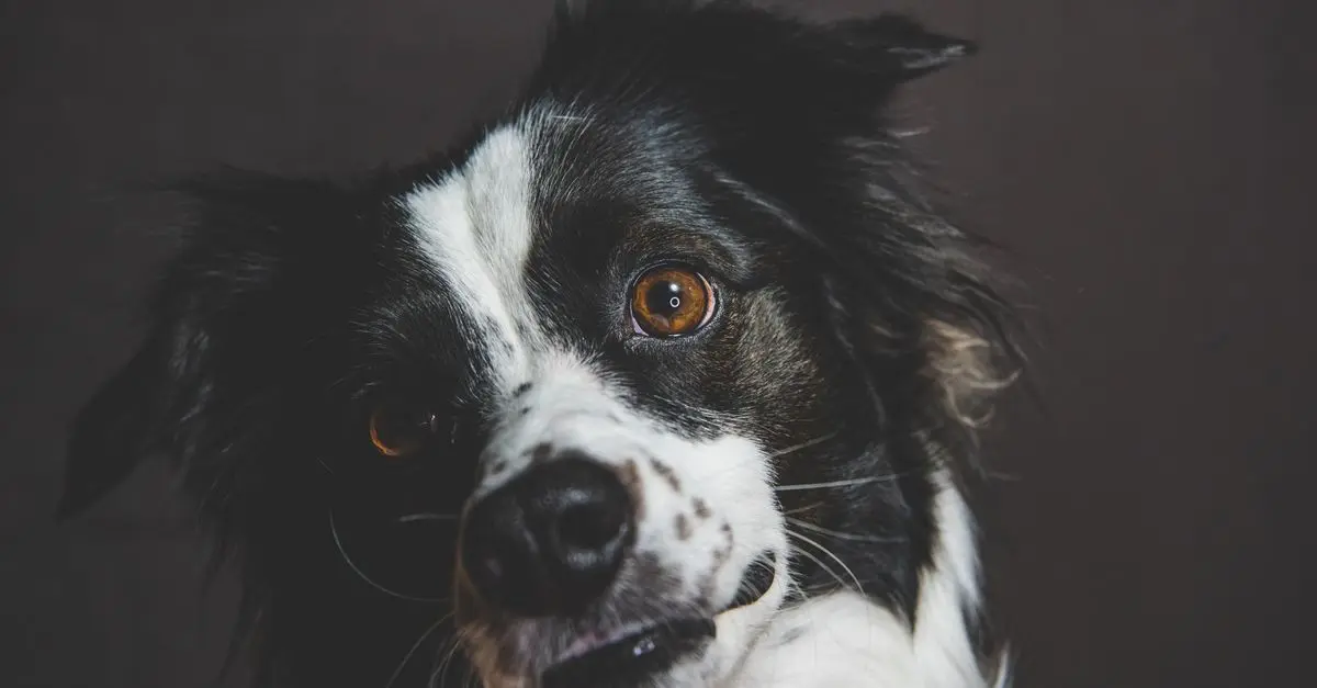 Best Dog Grooming Subscription Boxes