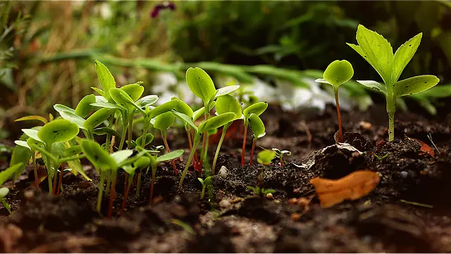 Guide d'Achat : Légumes à Planter en Permaculture