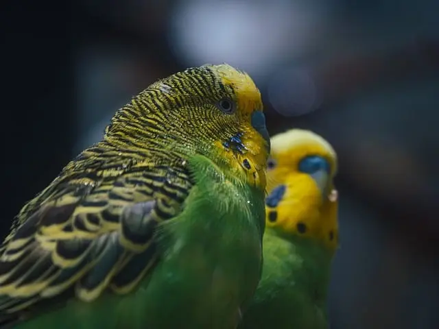 Best Exotic Pet Supplies - Comprehensive Buying Guide
