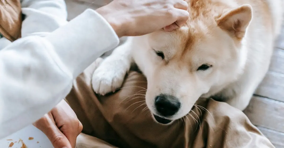 Best Pet Food for Sensitive Stomachs: Comprehensive Buying Guide