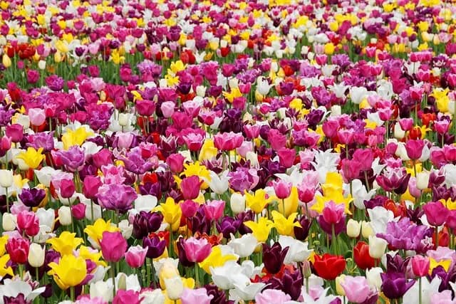 Guide d'achat : Le meilleur kit de jardinage intérieur