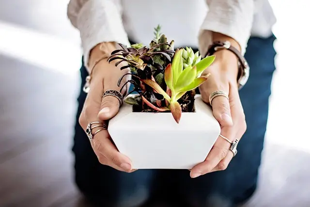 Les meilleurs pots biodégradables pour potager balcon