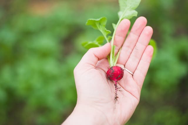 Guide d'achat : Survivez avec peu de légumes