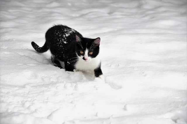 Recognizing Symptoms in Pet Emergencies: Avoid Common Mistakes