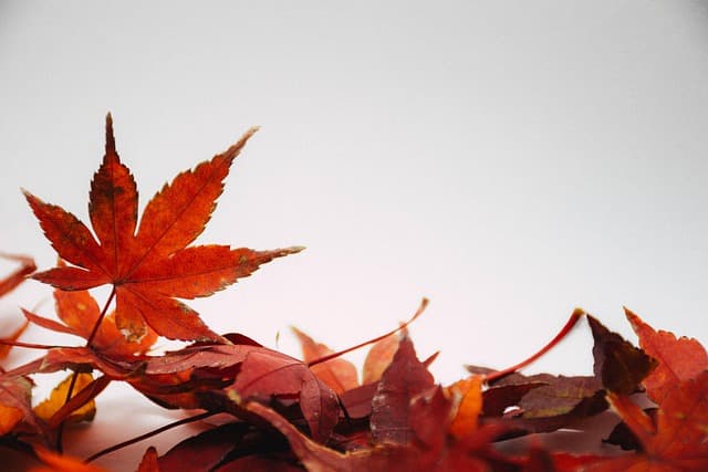 How to Choose Seasonal Decorations for Your Home