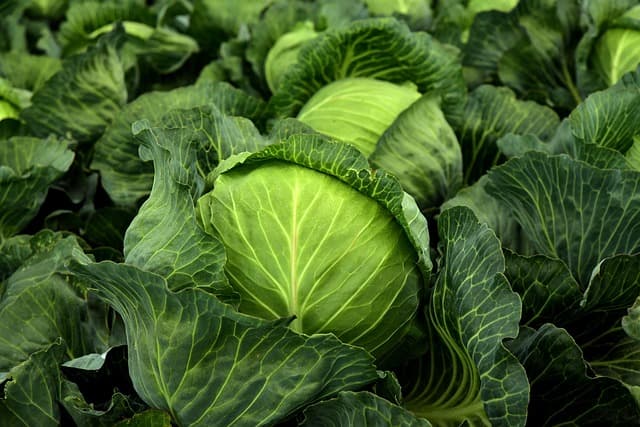 Les Légumes Asiatiques Faciles à Cultiver