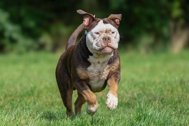 Discover the Best Fun Activities for Pets